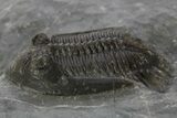 Mrakibina Trilobite - Mrakib, Morocco #334926-3
